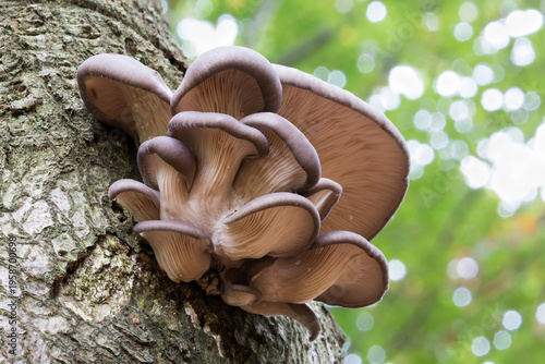 Oyster mushroom (Pleurotus ostreatus) in the Netherlands