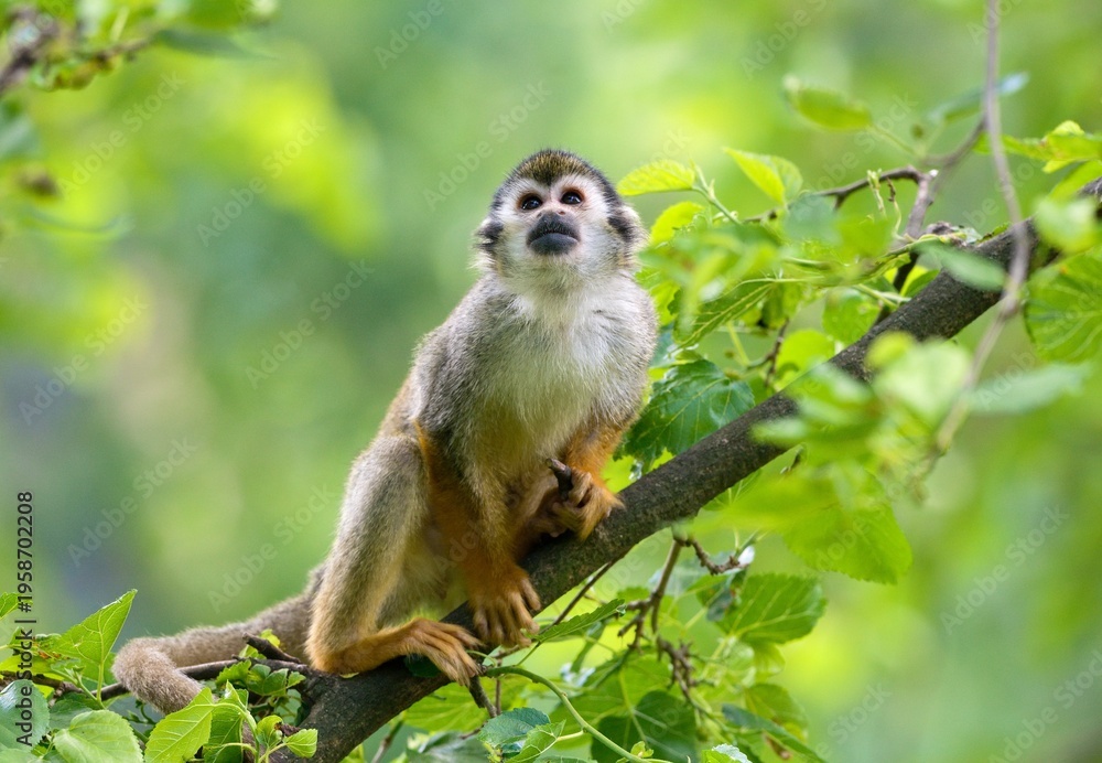 Obraz premium Common squirrel monkey 