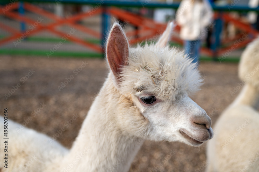 Fototapeta premium Close-up Profile Portrait of a Fluffy White Alpaca in an Outdoor Animal Farm