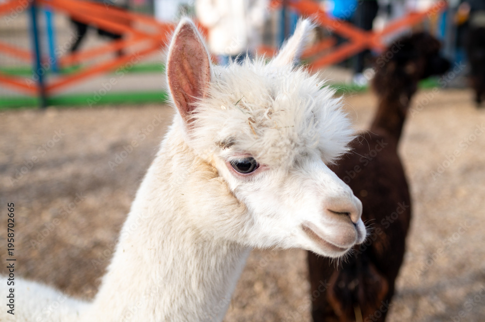 Naklejka premium Close-up Profile Portrait of a Fluffy White Alpaca in an Outdoor Animal Farm