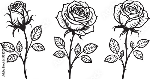 Black and white line of three roses with thorns line roses flowers