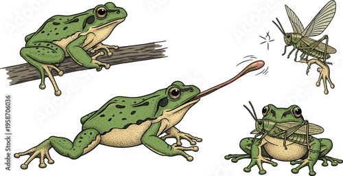 Vintage Hand Sketched Frog Predation Vector Set Featuring Frog Perched on Branch Lunging with Tongue and Catching Grasshopper for Nature Education and Biology Graphic Designs