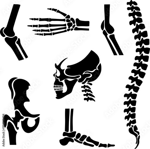 Human Body Bone Parts and Spine Silhouette Collection