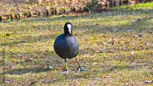 Coot walking and foraging on grassy park lawn in daylight