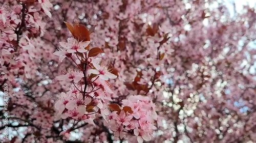 Cherry plum tree (Prunus cerasifera)