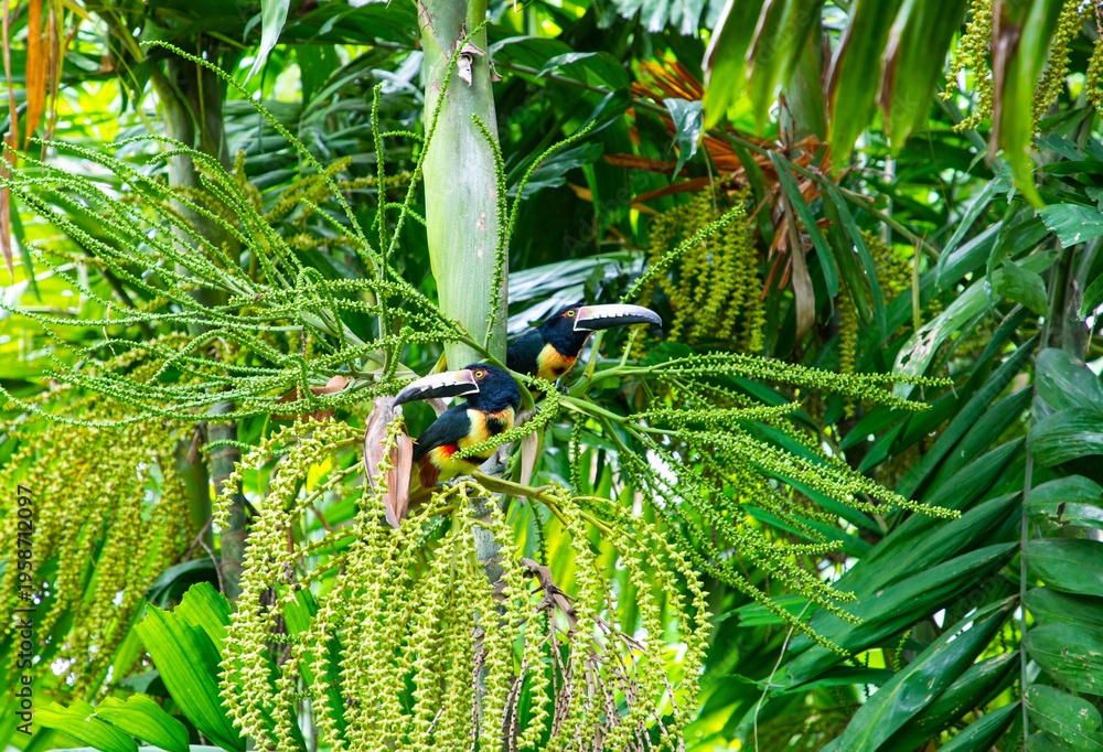 Obraz premium Two colorful toucans perched on the branches of a tropical palm, surrounded by dense green foliage. Their striking black plumage contrasts with their bright yellow and orange chests 