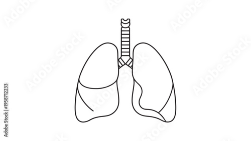 Detailed Illustration of Human Lungs Showing Anatomy and Structure.