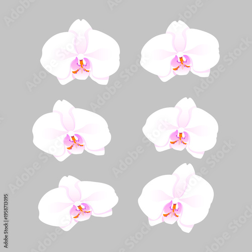 White Orchid Floral Set, Minimalist Orchid Flowers Without Leaves