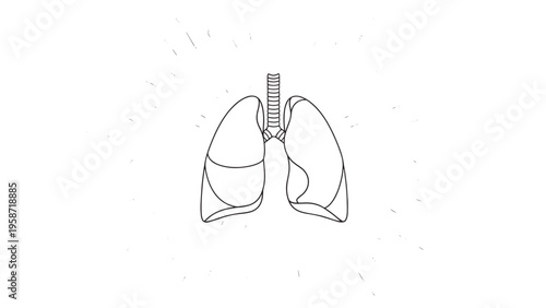 Detailed Illustration of Human Lungs Showing Internal Anatomy and Structure.