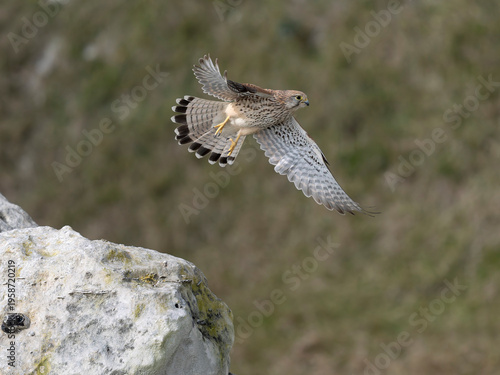 Kestrel, Falco tinnunculus