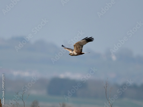 Marsh harrier, Circus aeruginosus
