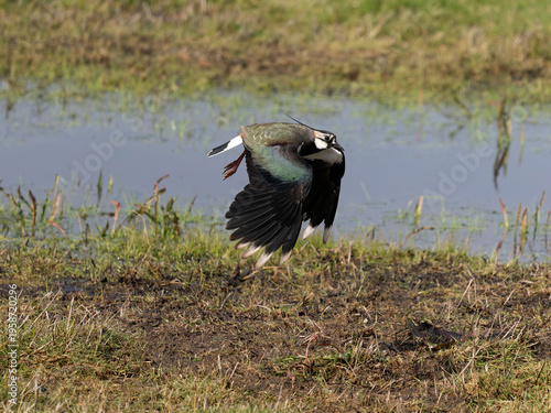 Northern lapwing, Vanellus vanellus