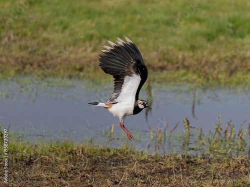 Northern lapwing, Vanellus vanellus