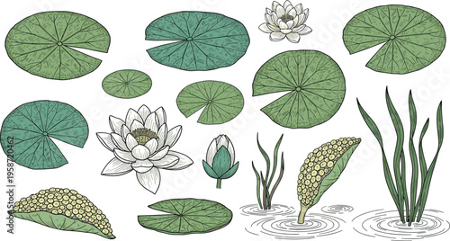 Fotografija Vintage Hand Sketched Water Lily and Lily Pad Botanical Vector Set Featuring Blo