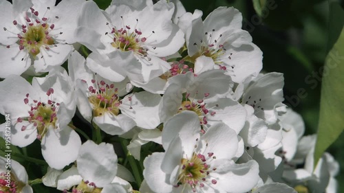 Spring. Blooming cherry trees. White flowers against a blue sky.