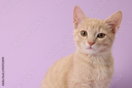 Fotografía Adorable ginger cat on violet background, space for text