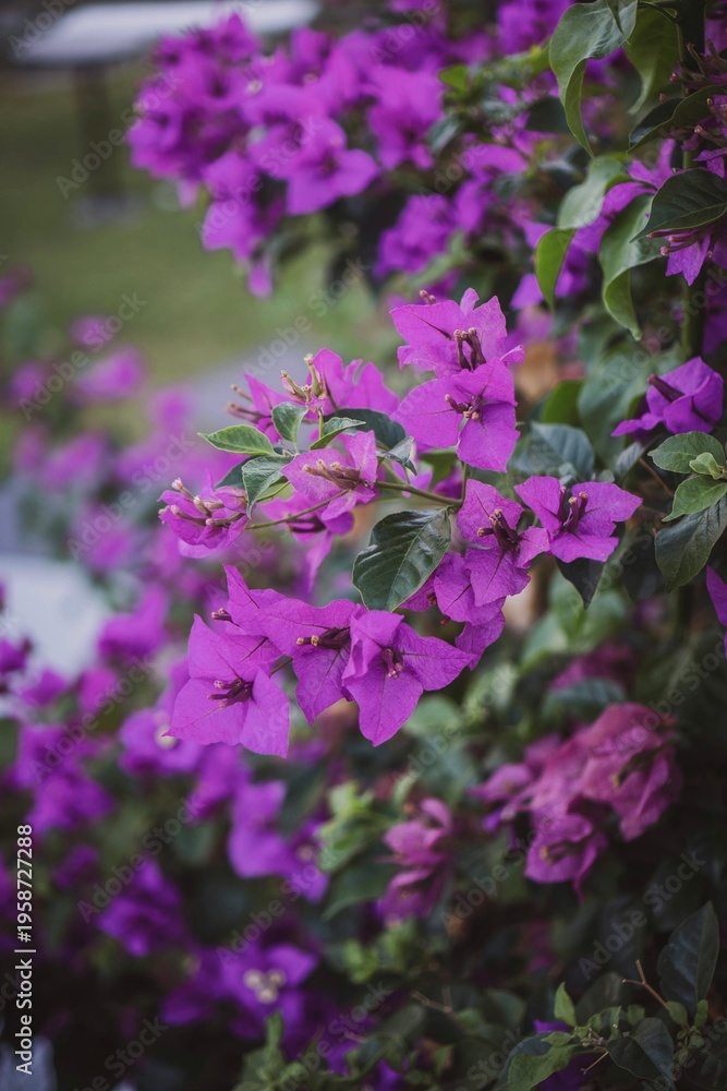 Fototapeta premium pink flowers in the garden
