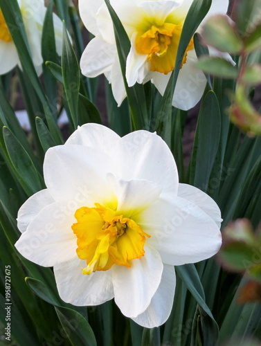 Easter spring flowers daffodil narcissus in garden. Yellow split frilled cup surrounded by pure white petals. Close up, macro.