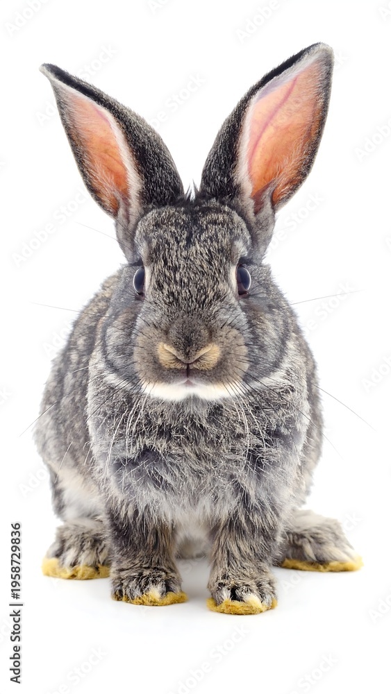 Fototapeta premium A frontal portrait of a gray rabbit with upright ears and a fluffy coat, posed against a stark white backdrop