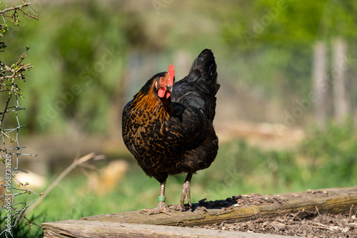  free range hen chicken. Chicken in the grass. The chicken is a chicken with a brown neck, and lays around 300 eggs per year