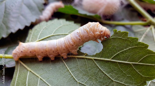 Silkworm eating mulberry leaf on green foliage  