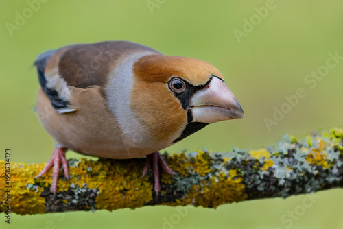 Fotografija Male hawfinch in its threatening posture