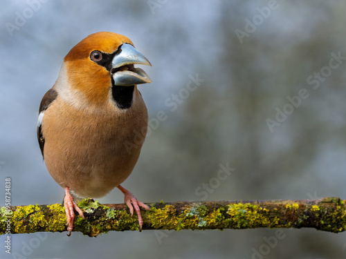 Tableau sur toile Male hawfinch sits on a branch against a dark blue black background