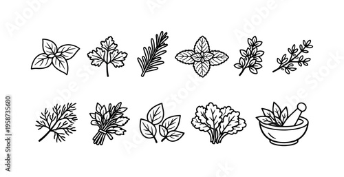 Collection of hand-drawn culinary herbs and spices in a simple line art style