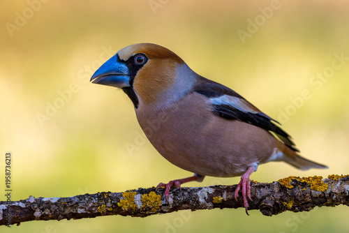 Obraz na plátně A male hawfinch sits on a dry branch against a brightly lit background