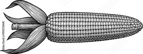 Corn cob engraving illustration with detailed kernels and husk, vintage botanical food drawing in black and white, natural agriculture crop isolated on white background