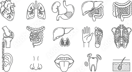 Black and white human anatomy icons, internal organ illustration, medical education artwork, healthcare design reference, biological sketch, scientific body part artwork