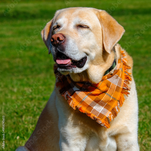 A close-up portrait of a dog. A sunny autumn walk.