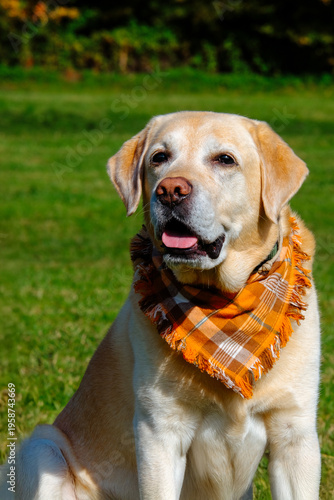 A close-up portrait of a dog. A sunny autumn walk.