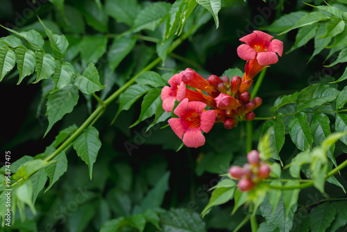 Red trumpet vine flowers blooming on climbing campsis radicans with lush green leaves natural summer garden background