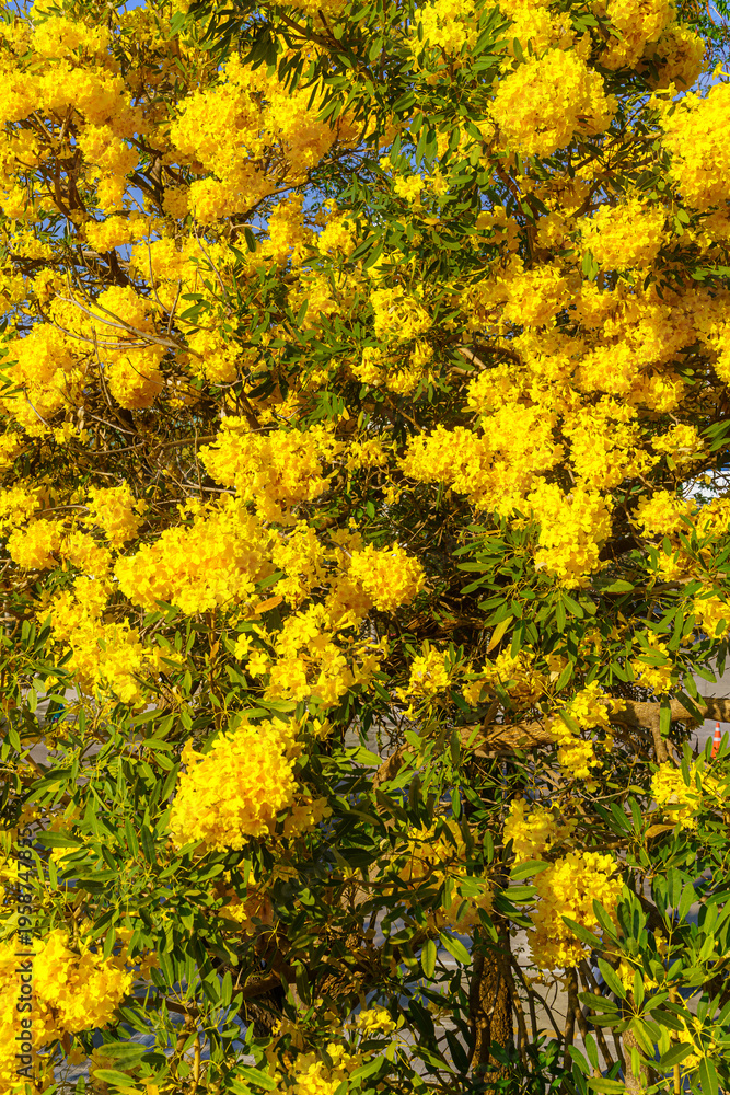 Obraz premium Beautiful blooming Yellow Golden trumpet tree or Tabebuia aurea roadside of the Yellow that are blooming with the park in spring day in the garden and sunset sky background in Thailand.