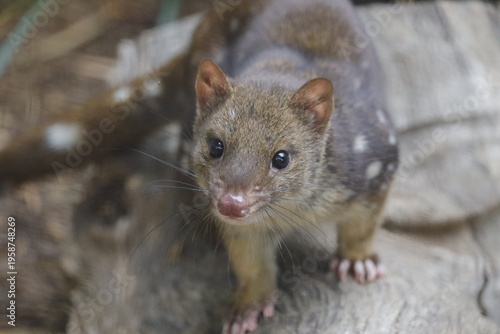Canvas-taulu Spotted -tailed Quoll