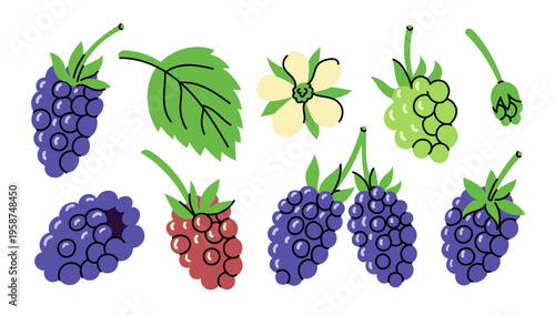 Bright collection of hand drawn blackberries and raspberries with leaves, buds, and flowers. Playful shapes and bold colors create a fresh organic look, perfect for food packaging, labels, prints, and