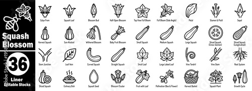 Squash blossom liner editable stocks. Featuring agriculture and nature design elements with a variety of leaves and fruits outline vector illustration.