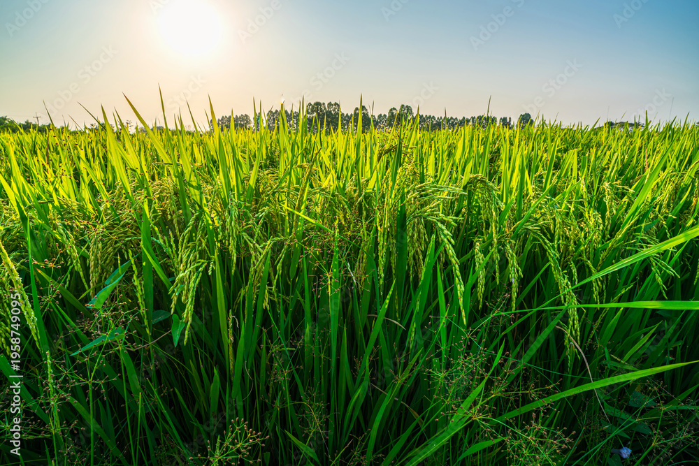 Fototapeta premium Scenic view landscape of Rice field green grass with field cornfield or in Asia country agriculture harvest with fluffy clouds blue sky sunset evening background.