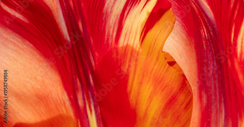 Red tulip petal macro abstract background, soft floral texture filling frame, elegant spring backdrop for design and creative use
