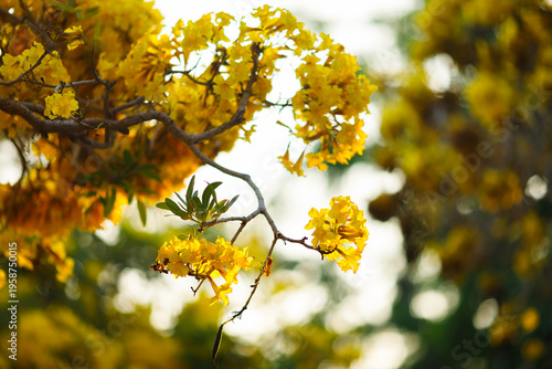 Beautiful blooming Yellow Golden trumpet tree or Tabebuia aurea roadside of the Yellow that are blooming with the park in spring day in the garden and sunset sky background in Thailand.