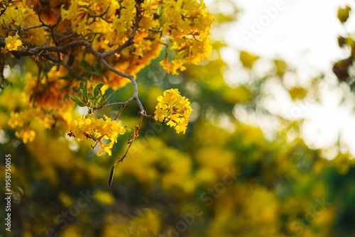 Beautiful blooming Yellow Golden trumpet tree or Tabebuia aurea roadside of the Yellow that are blooming with the park in spring day in the garden and sunset sky background in Thailand.