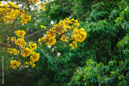 Beautiful blooming Yellow Golden trumpet tree or Tabebuia aurea roadside of the Yellow that are blooming with the park in spring day in the garden and sunset sky background in Thailand.