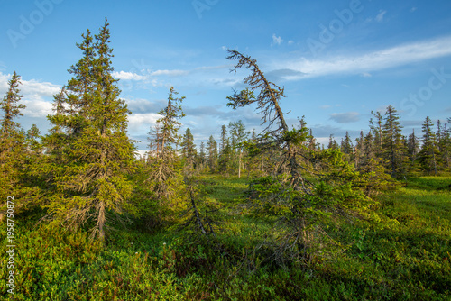 View of a summery wetland and a spruce forest in Riisitunturi National Park, Northern Finland