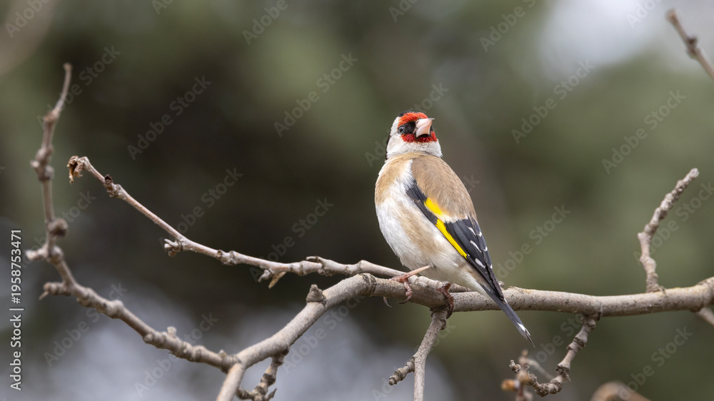 Obraz premium European goldfinch perched on a tree.