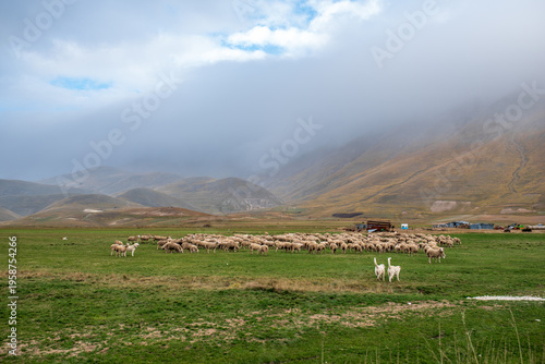 Fotografie Flock of sheep grazing in the Castelluccio di Norcia plateau among low clouds