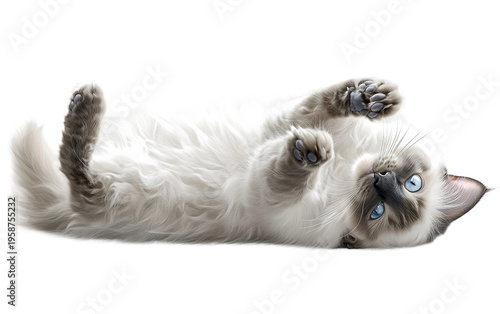 Adorable Ragdoll cat laying upside down with paws in the air showing playful relaxed posture soft fluffy fur and charming feline personality isolated on transparent background PNG