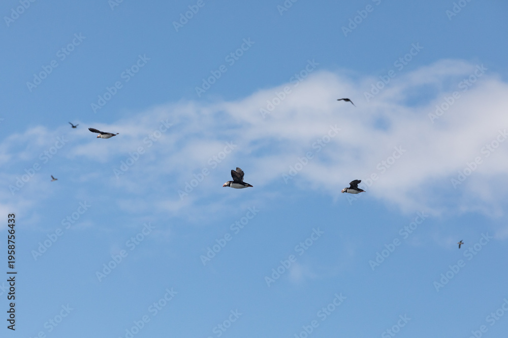 Fototapeta premium Puffin flying