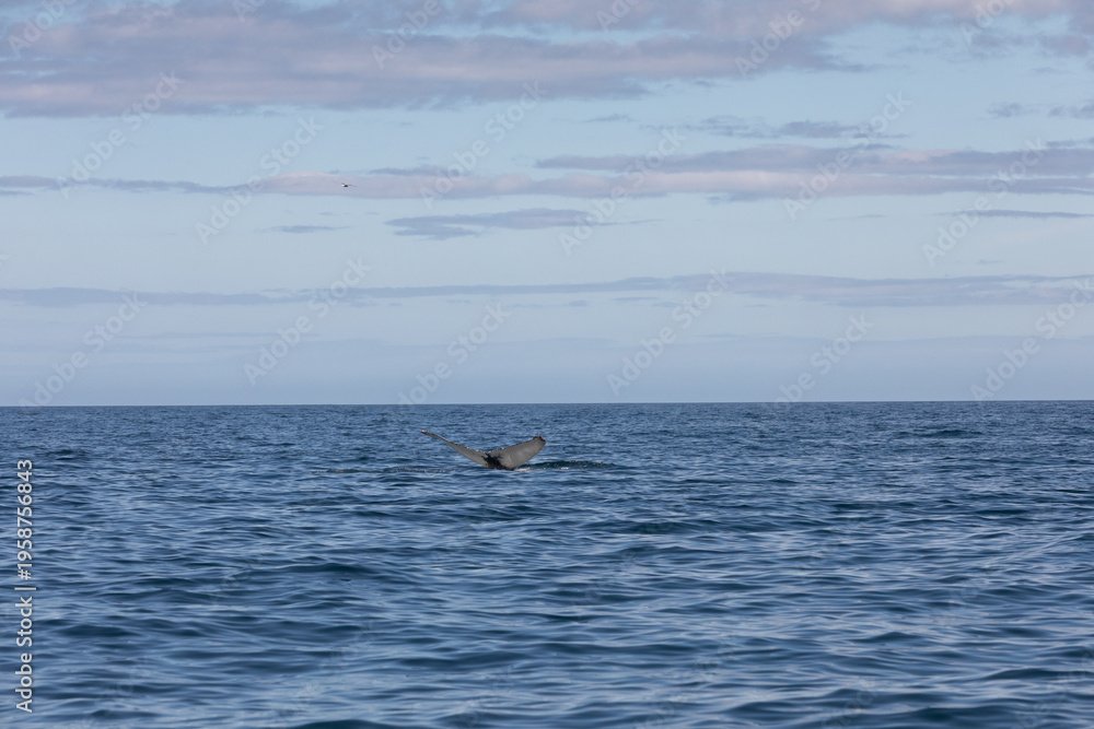 Fototapeta premium humpback whale tail