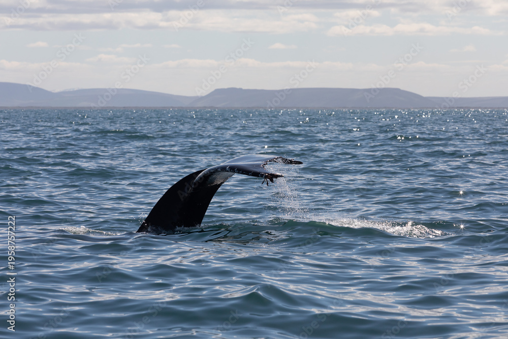 Obraz premium humpback whale tail